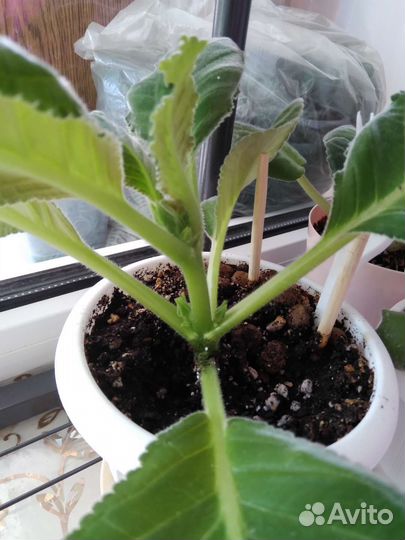 Глоксиния брокада