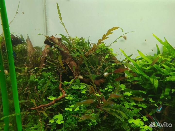 Растения для аквариума