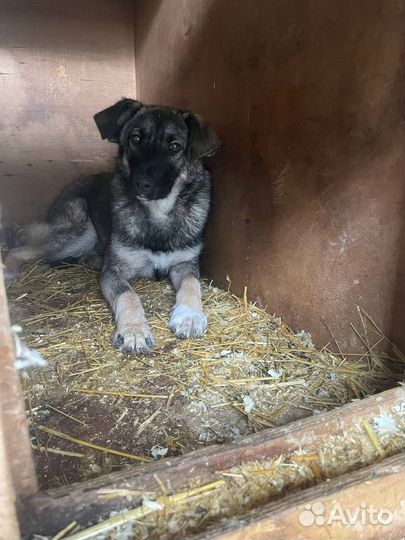 Малыш Олимп из приюта Некрасовка