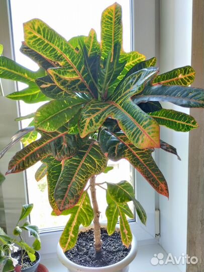 Кротоны сорта 