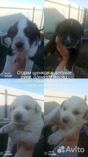 Щенки хаски бесплатно