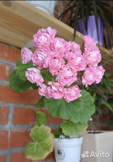 Замиокулькас Зензи,Равен,мандарин,пеларгония