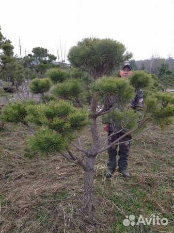 Бонсай сосна