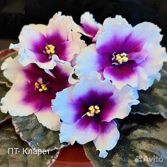 Детки сортовых фиалок