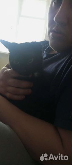 Кот в добрые руки