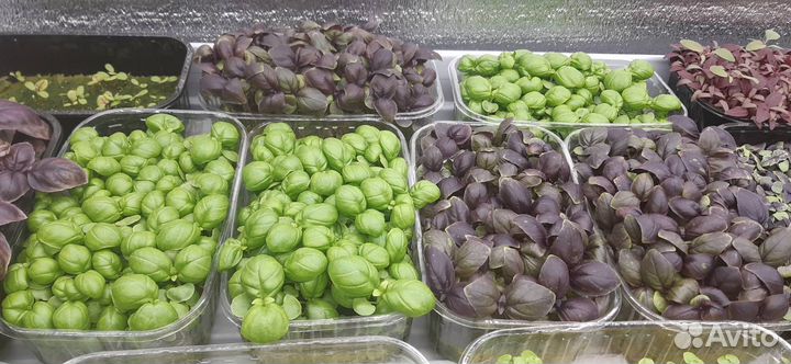 Продажа свежей зелени