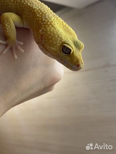 Эублефар самец