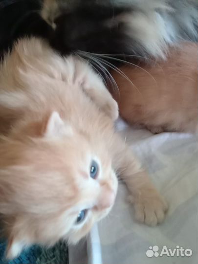 Котята в добрые руки даром