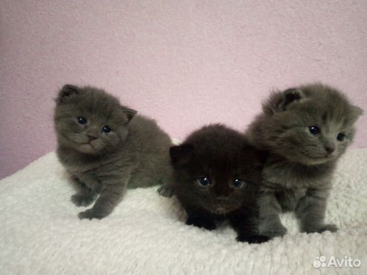 Котята