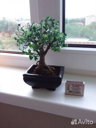 Горшок для бонсай