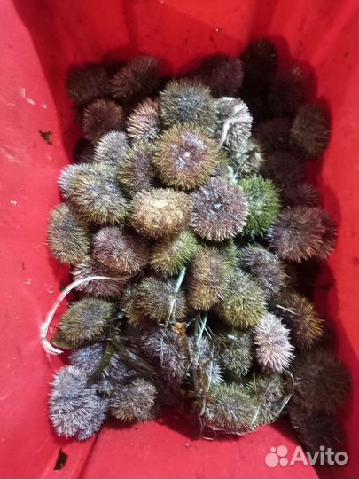 Живые Морские ёжики и гребешки