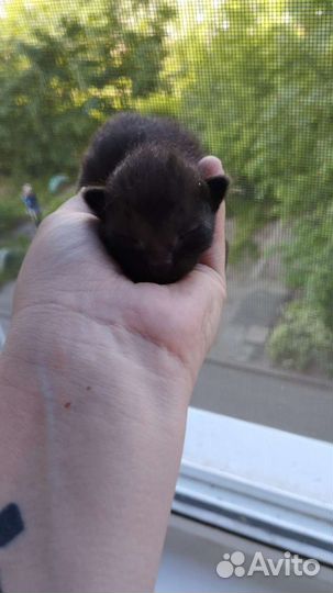 Кошка с котятами