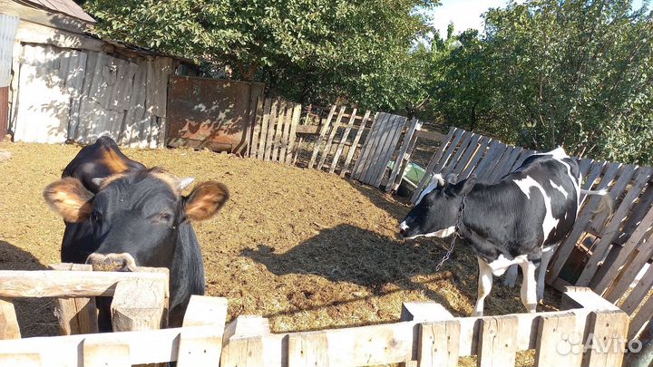 Бычок и Тёлочка