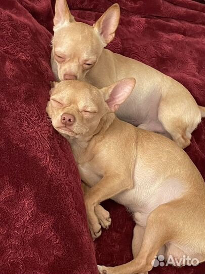 Вязка кобель чихуахуа