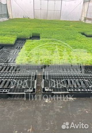 Лиственница Сибирская с зкс сеянцы