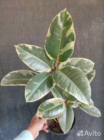 Фикус эластика Тинеке