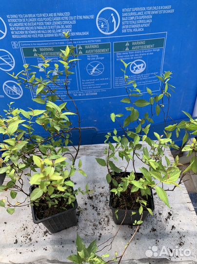 Декоративные кустарники