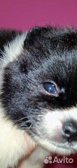 Супер микро кукольный медвежонок шпиц,доставка