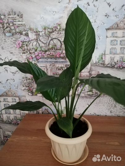 Спатифиллум