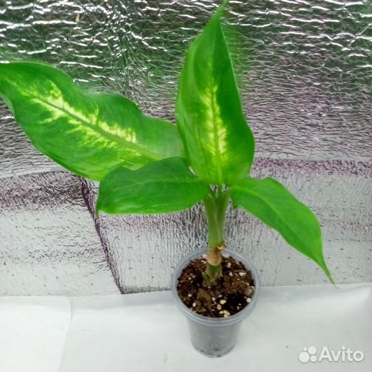 Комнатные цветочки разные