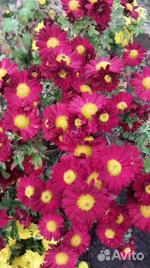 Дубочки(хризантемы)