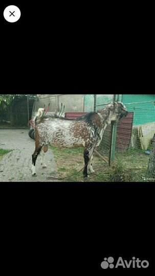 Высокопродуктивная коза