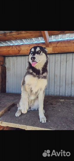 Красавица хася