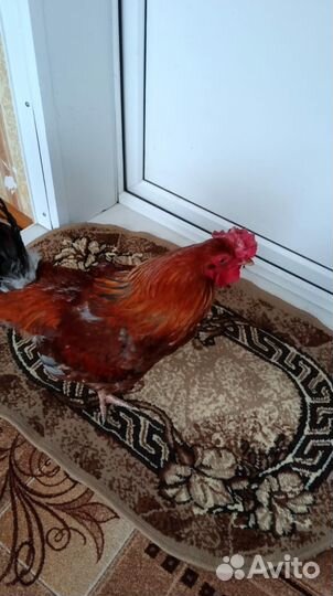 Петух 6 месяцев