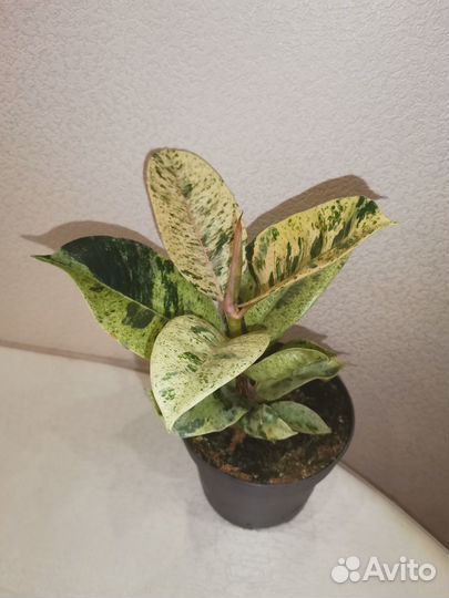 Фикус Шривериана 3 в 1