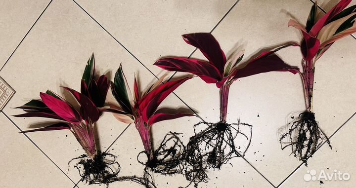 Строманта триколор