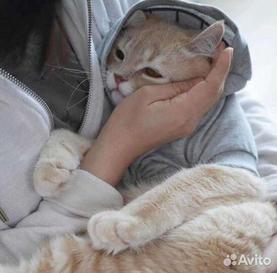 Догситтер, передержка домашних животных