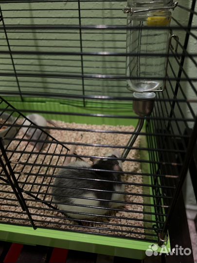 Крысы, клетка