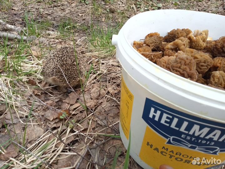 Свежие Грибы и сушеные и маринованые,грибная икра