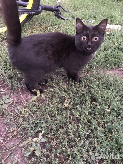 Кошечка в добрые руки