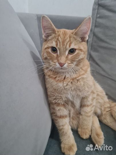 Рыжий котенок в добрые руки