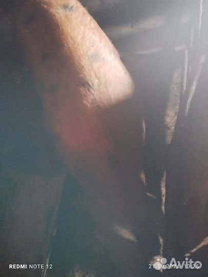 Свиноматка