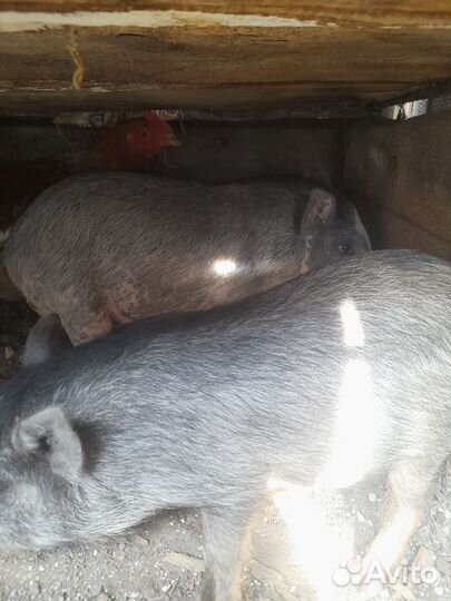 Вьетнамские вислобрюхие поросята