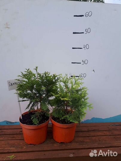 Туя западная Санкист(Sankist)