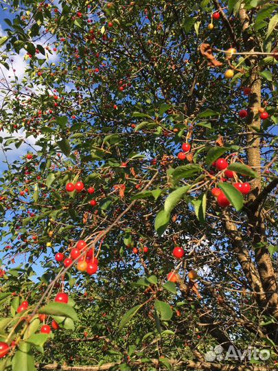 Отростки вишни, вишня