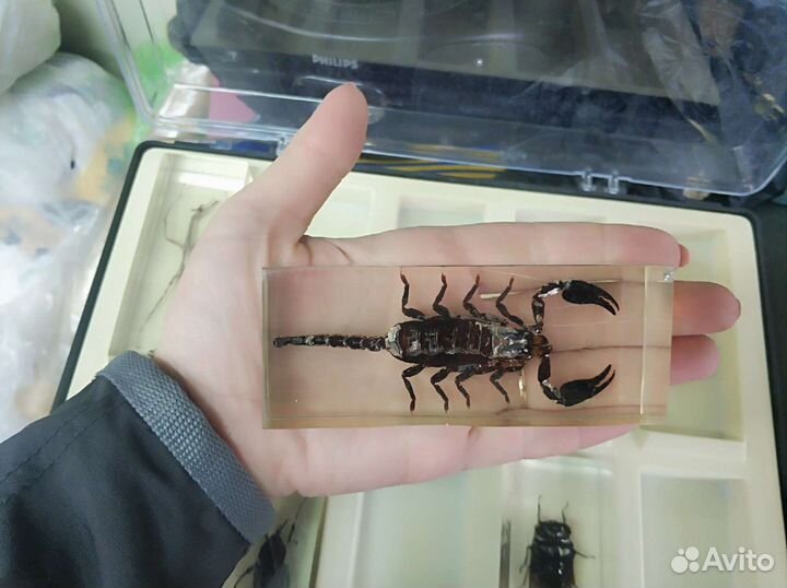 Коллекция насекомых