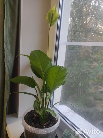 Спатифиллум