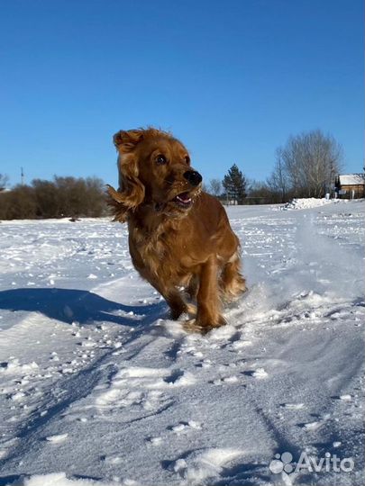 Вязка английский кокер спаниель