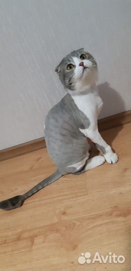 Стрижка кошек и собак