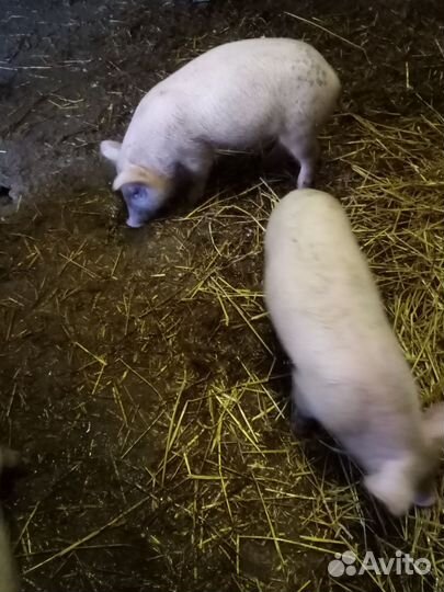 Поросята