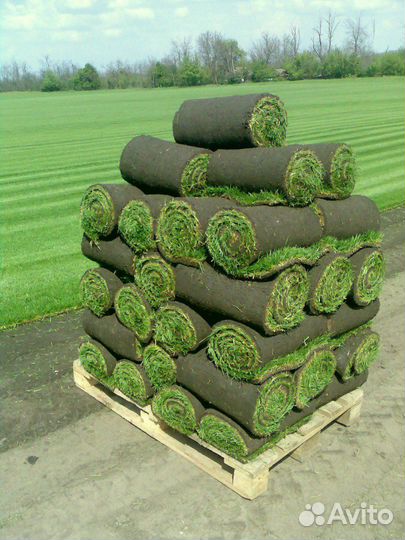 Рулонный газон от производителя