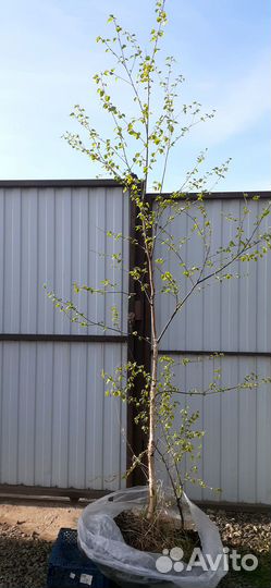 Саженцы березы