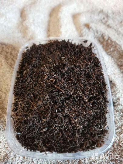 Червь дендробена