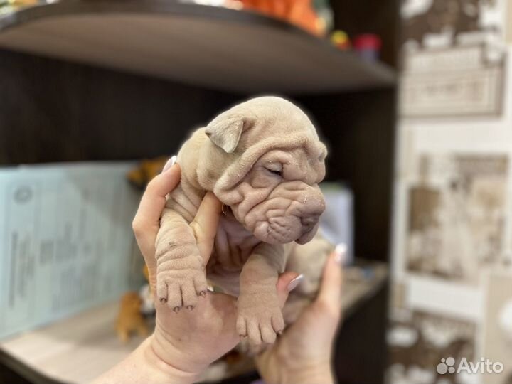 Изабелловые дельюты малыши Шар-Пея