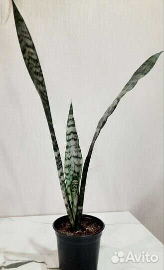 Комнатные растения.Сансевиерия