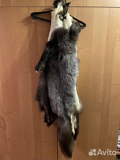 Шкура песца